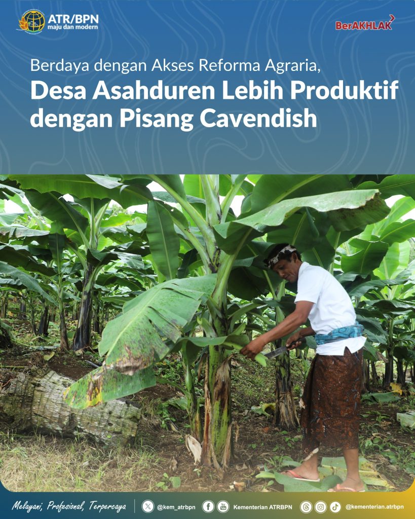 Berdaya dengan Akses Reforma Agraria, Desa Asahduren Lebih Produktif dengan Pisang Cavendish